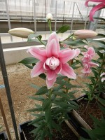 [5251 Bellonica No01.JPG]